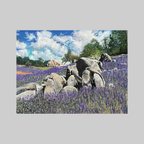 Super Bloom Lupines, Granite Bay, CA - VEFA Gallery