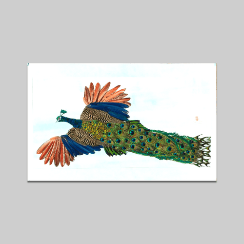 Spread Wing - VEFA Gallery