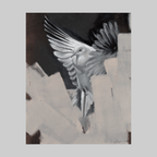 Dove - VEFA Gallery