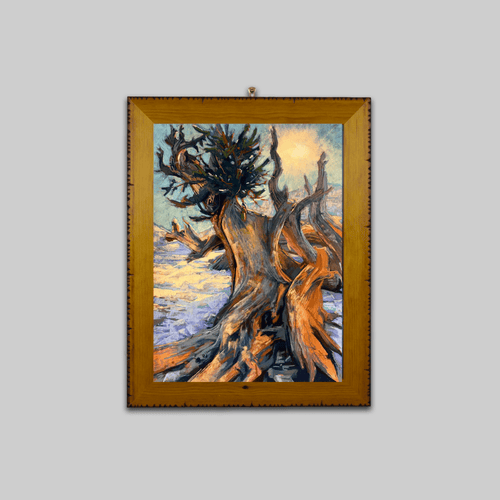 Original Imposing Bristlecone Pine painting by Zuzana Drobnik, oil on canvas in warm wood frame.