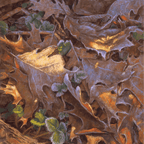 Frosty Gathering - VEFA Gallery