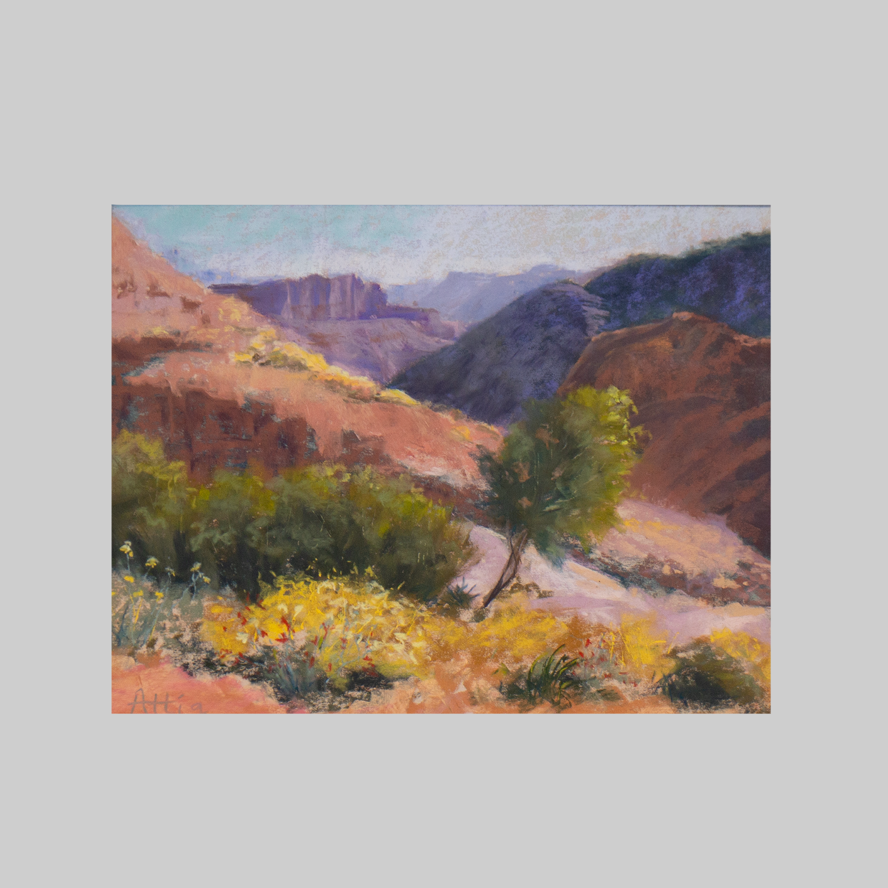 Grand Canyon in Bloom
