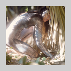 Slither print by Paul Roustan showing a bare figure with reptile-scale body paint in a sunlit outdoor setting.