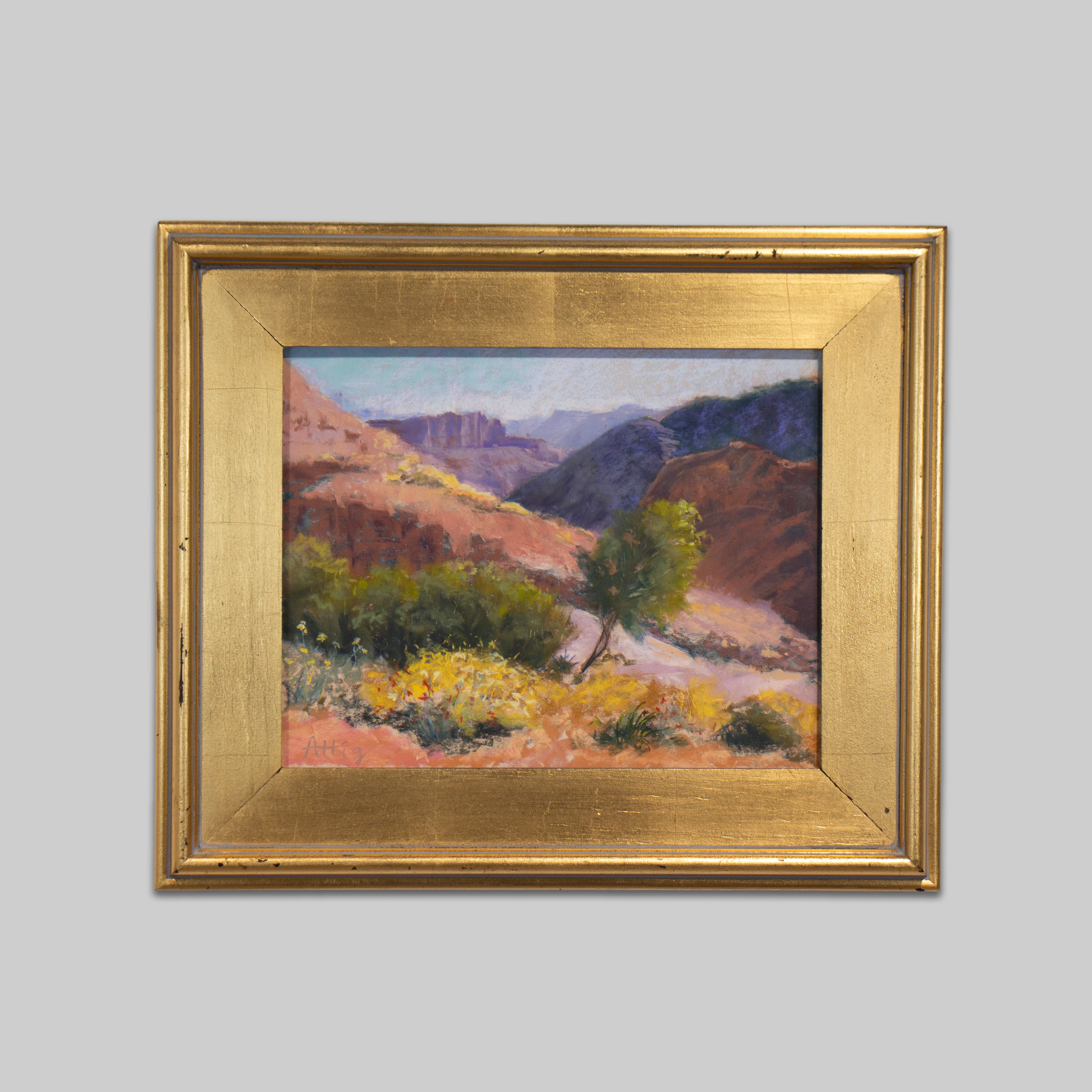 Grand Canyon in Bloom